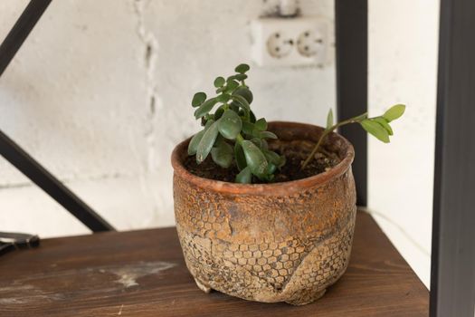 Crassula ovata or jade plant in flower pot