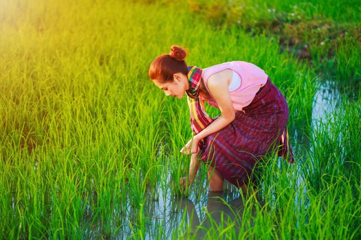 farmer woman working in rice field