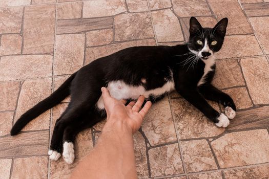 A man's hand touches the stomach of a black pregnant cat lying on the floor