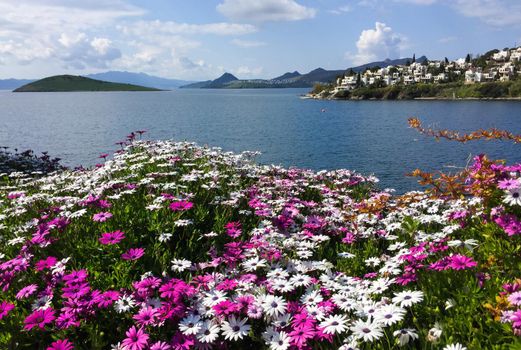 Osteospermum flowers on the Aegean Sea in Turkey. Beautiful seaview, islands and mountains.