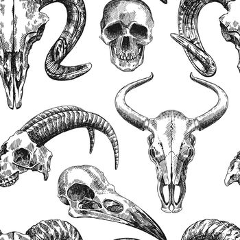 illustration animal skull