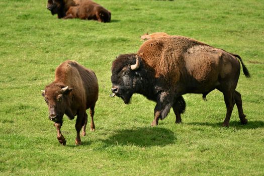 Bison graze in summer pasture Park canadien