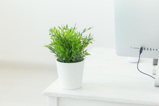 Designer workspace with green plant and computer. Minimalistic home office.