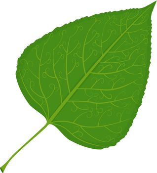 Green poplar leaf vector illustration isolated on white background