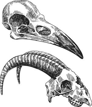 illustration animal skulls