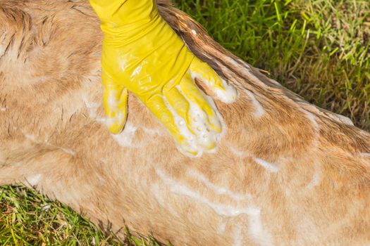 A woman's hand in a yellow household glove washes the dog on the grass in the yard