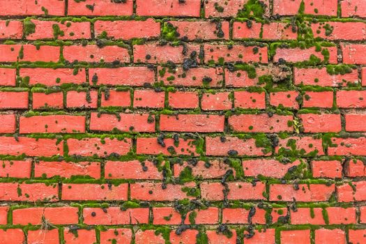 Old brown red brick wall with mold or green moss texture background