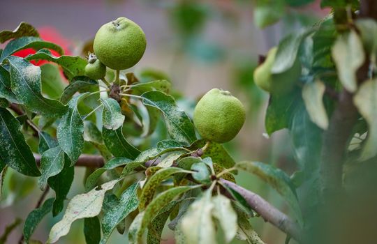 Ripe organic cultivar green pears in the summer garden.