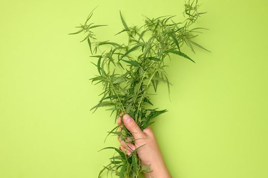 female hands are holding a hemp bush. Concept of searching for alternative treatments