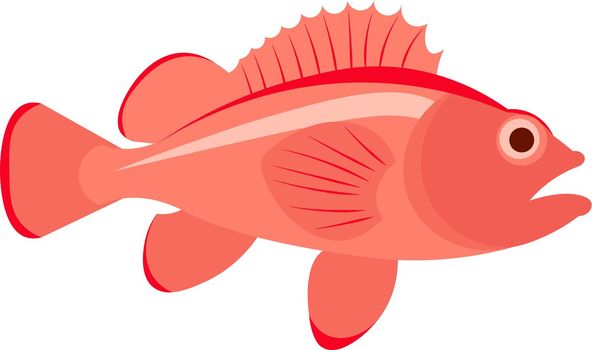 Sea bass fish vector illustration.