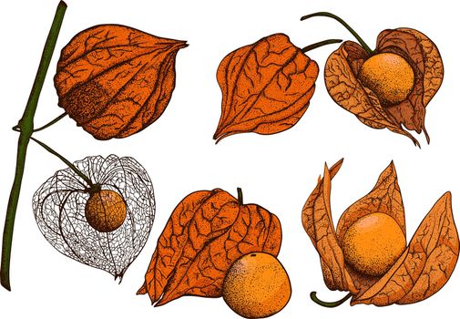 Collection of hand drawn physalis, plant and fruit. Tomatillo. Vector hand drawn set illustration.