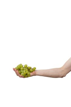 berries held in hand isolated on white background. man holding bunch of grape