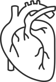 Human heart anatomy linear icon