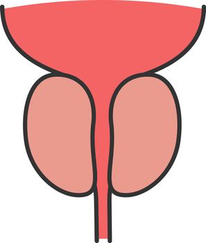 Prostate gland and urethra color icon