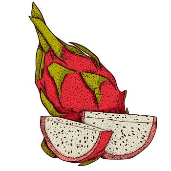 Vector hand drawn set of pitaya. Dragon fruit illustration. Delicious tropical vegetarian objects.