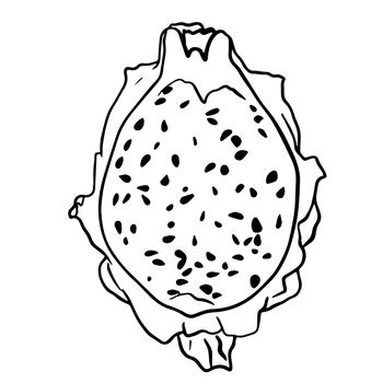 Vector hand drawn set of pitaya. Dragon fruit illustration. Delicious tropical vegetarian objects.