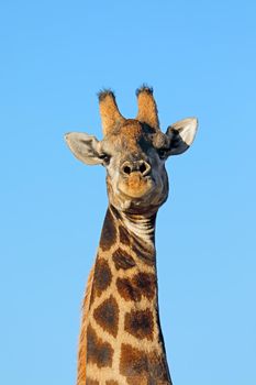 Giraffe portrait against a blue sky