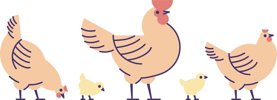 Chicken flat vector illustration. Isolated orange rooster, hens and yellow cute chicks. Hennery, poultry farm, bird breeding cartoon design elements with outline. Chicken meat production