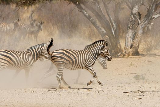 Plains zebras running on dusty plains
