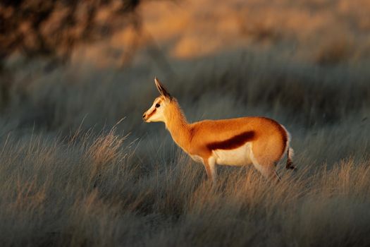 Springbok antelope in late afternoon light