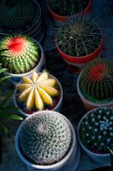 colorful cacti cactus plants