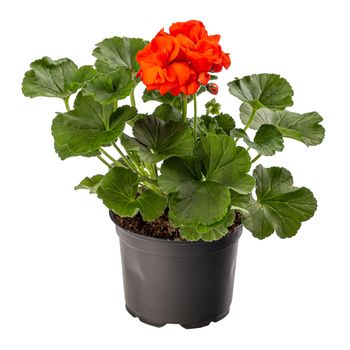 Red pelargonium in flower pot