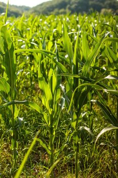 Green maize field 
