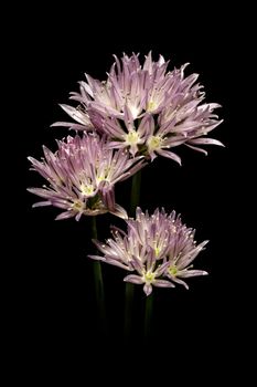 Purple onion flower