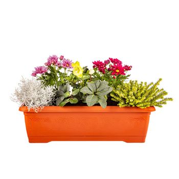 Variety of flowers in pots