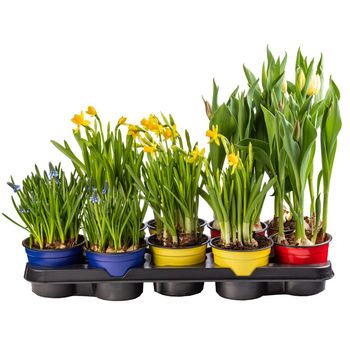 Muscari, daffodil and tulip