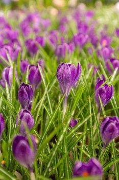Purple crocus in springtim