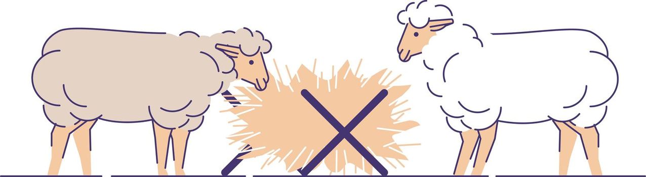 Sheeps eating hay flat vector illustration. Livestock farming, animal husbandry cartoon concept with outline. Sheep wool and lamb meat production isolated design element on white background