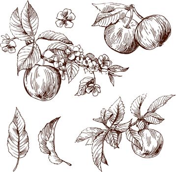 sketching of apples