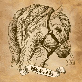 Horse head-illustration-style prints