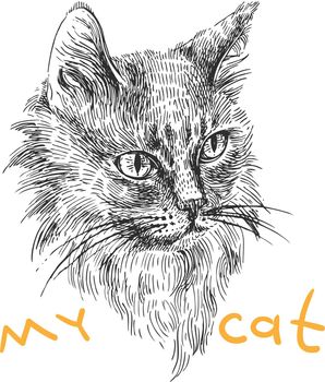 sketch of cat