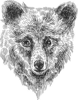 sketching of bear