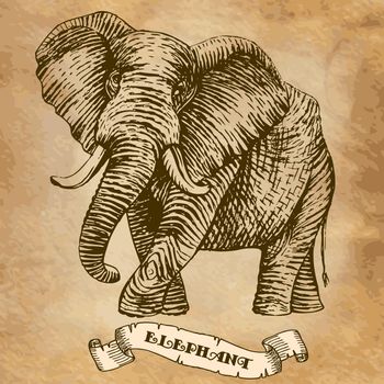 elephant. illustration, stylized engraving