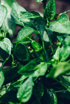 Green Spicy Pepper in Garden