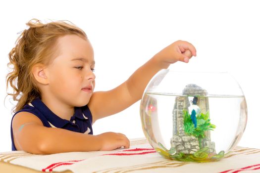 The little girl looks at the fish that floats in the aquarium.