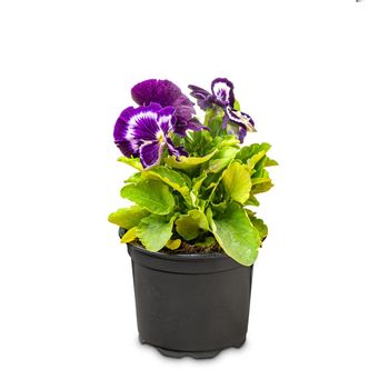 Viola wittrockiana flower 