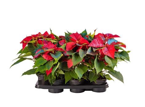 Many decorated poinsettia flowers 