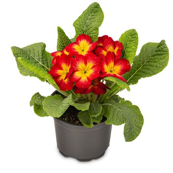 Blossoming red primrose 