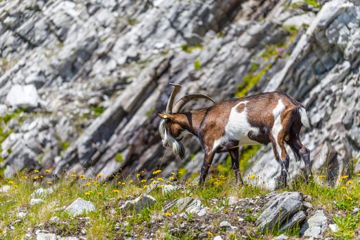 Alps goat
