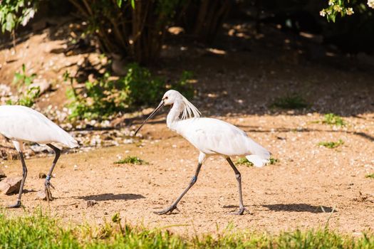 Beautiful australian white ibis. Animal life concept in the reserve park.