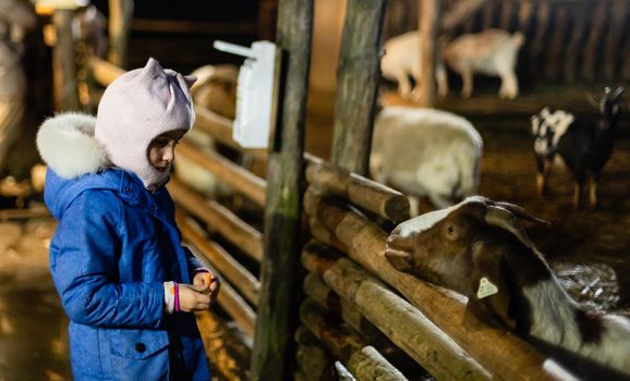 Cute little girl feeding a sheep at farm. Happy girl on family weekend on the country side. Friendship of child and animals.