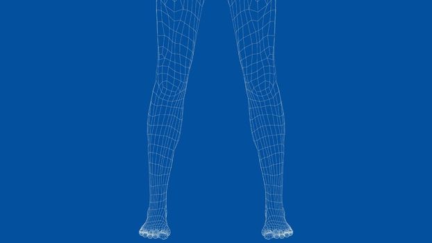 Wireframe legs. Close-up view