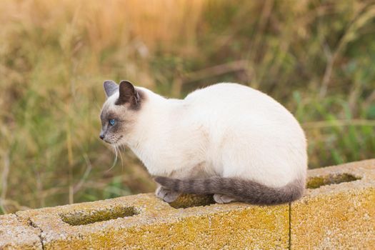 Pets and pedigree animals concept - Portrait of the siamese cat with blue eyes