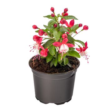 Potted pink and white Fuchsia flowers 