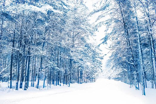 Winter wonderland and Christmas landscape. Snowy forest, trees covered with snow as holiday background