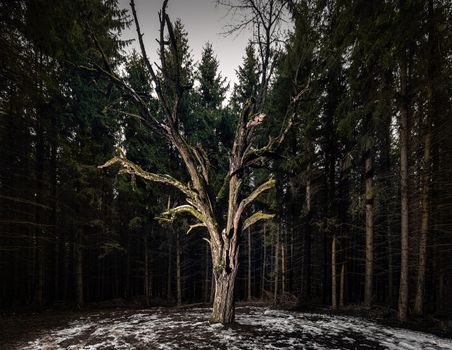 Mysterious forest with dried dead tree